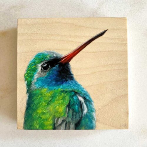 broad billed hummingbird