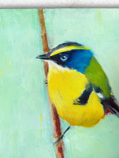 Bird art oil painting Many colored rush tyrant close up