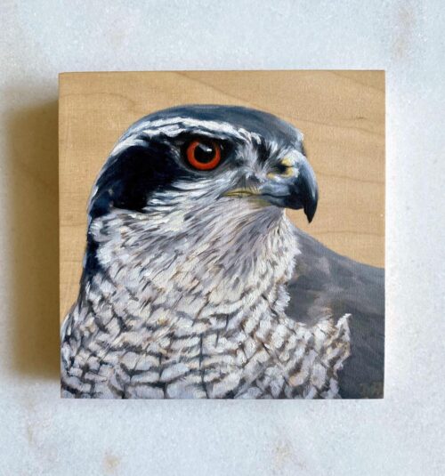 oil painting northern goshawk
