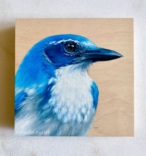 scrub jay oil painting