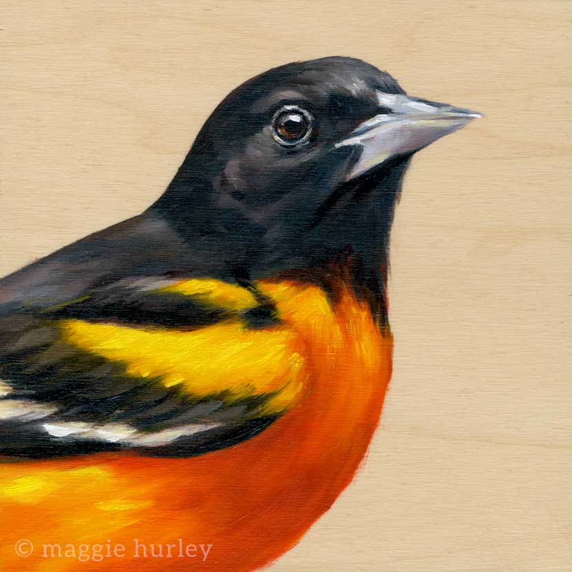 Baltimore Oriole