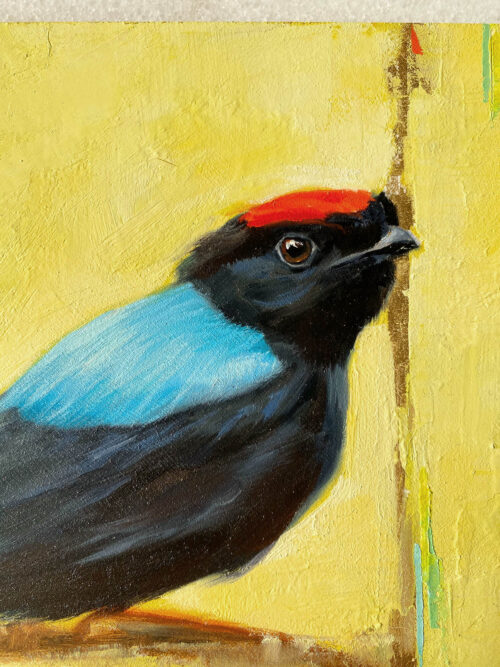 close up Bird art painting blue backed manakin