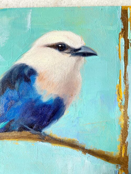 closeup blue bellied roller