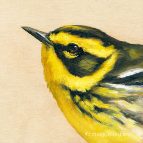 Townsend Warbler Bird Painting
