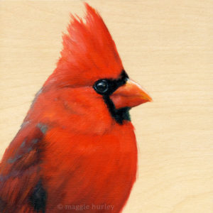 northern cardinal
