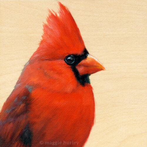 northern cardinal