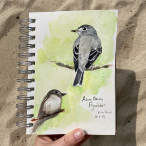 bird art by Maggie Hurley. painting of an asian brown flycatcher