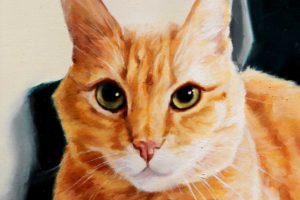 cat pet portrait
