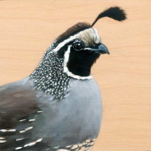 California Quail art