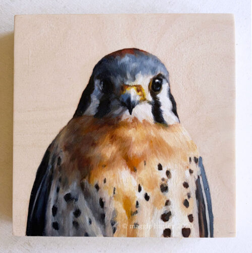 American kestrel oil painting by maggie hurley