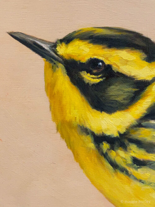 Closeup of oil painting of a Townsend's warbler by Maggie Hurley