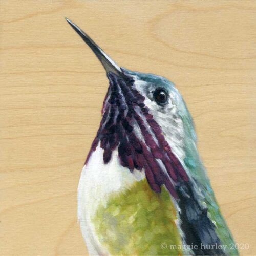 Calliope Hummingbird bird painting by Maggie Hurley