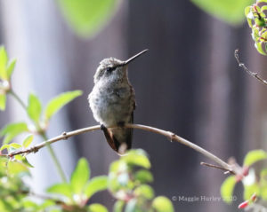 hummingbird on a branch