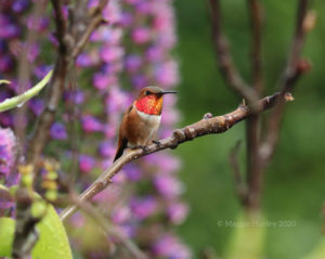 rufous hummingbird photograph