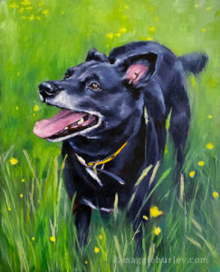 dog pet portrait