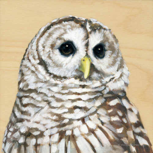 Barred Owl bird painting by maggie hurley