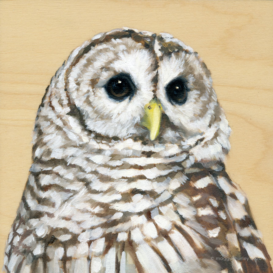Barred Owl Illustration