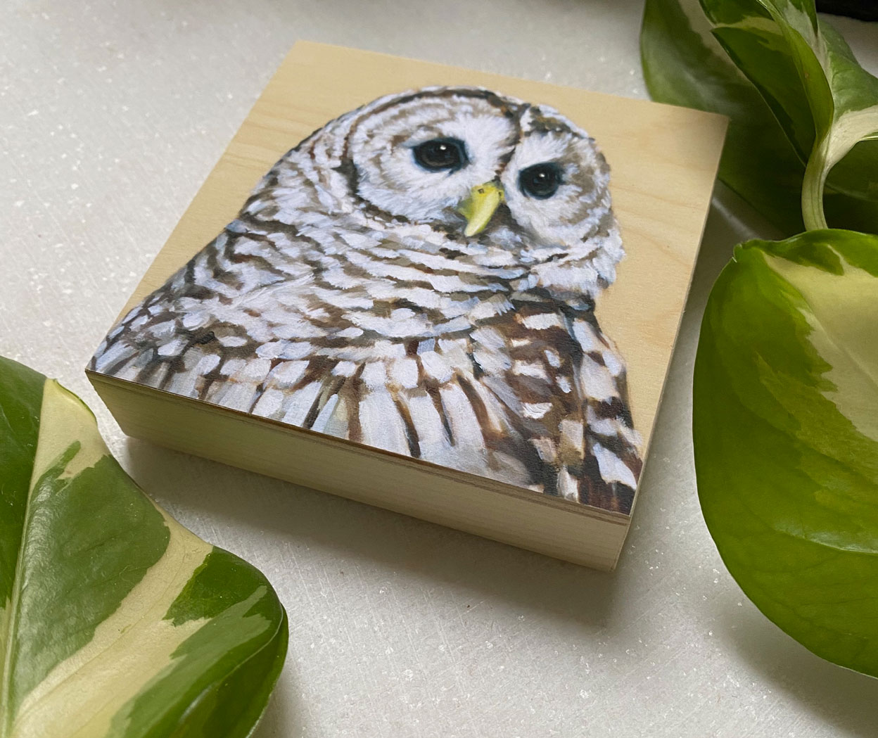 Barred Owl bird art by maggie hurley