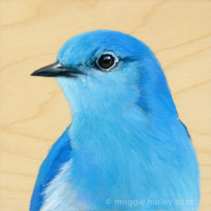 mountain bluebird by maggie hurley