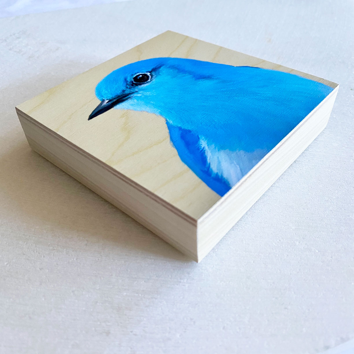 Mountain bluebird art by maggie hurley