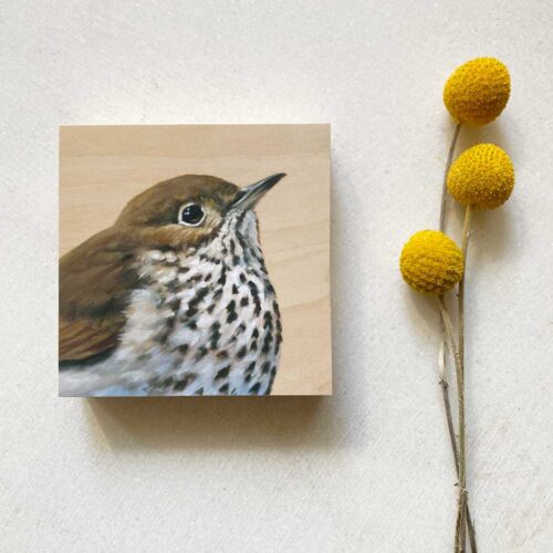 Hermit thrush bird art