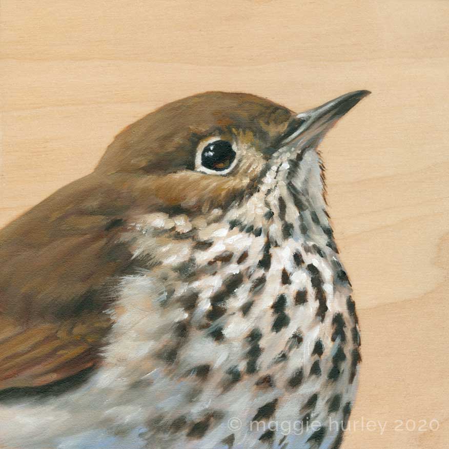 Hermit thrush bird art