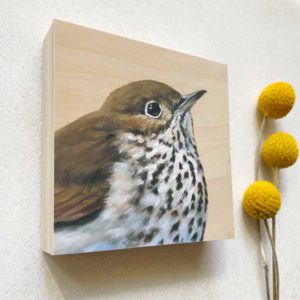 Hermit thrush bird art