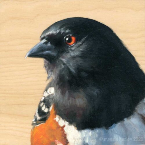 Spotted Towhee bird painting by Maggie Hurley