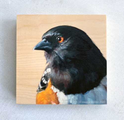 Photo of oil painting of a spotted towhee on wood. bird art by maggie hurley