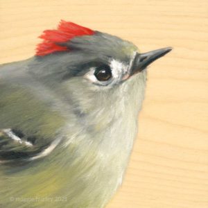 bird art ruby crowned kinglet maggie hurley