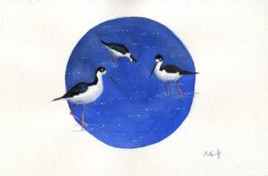 black necked stilt bird painting