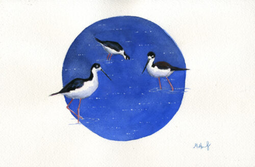 black necked stilt bird painting