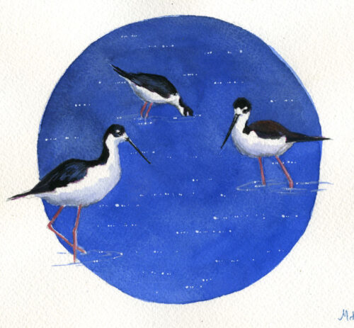 Black-Necked Stilt | 6.5" x 10" | Gouache Painting