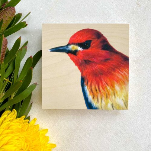 Red-Breasted-Sapsucker-flat-bird-art-maggie-hurley-print red-breasted sapsucker bird painting by maggie hurley