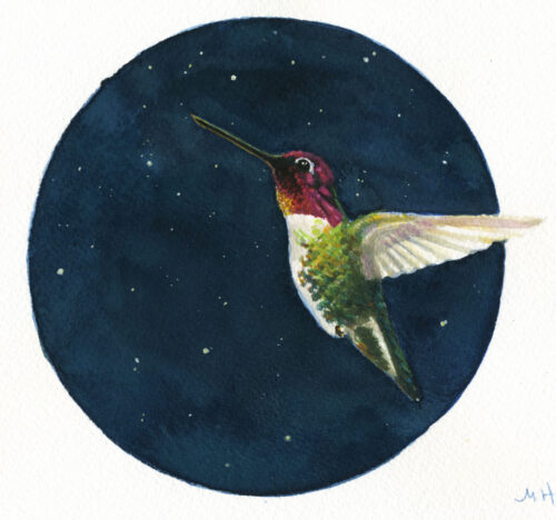 anna's hummingbird painting