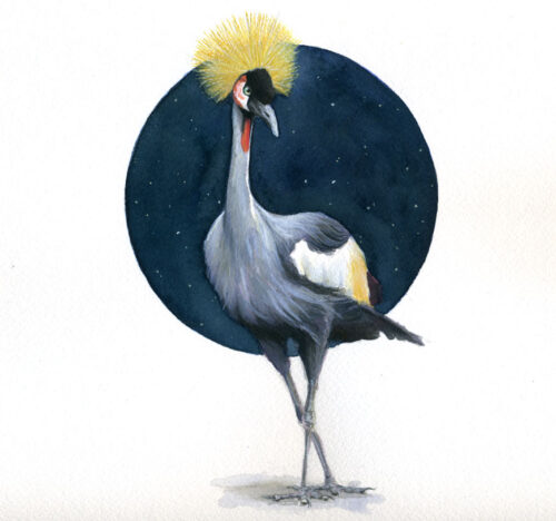 grey crowned crane watercolor bird painting