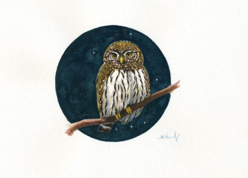 northern pygmy owl painting maggie hurley