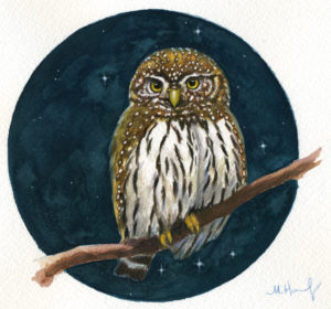 northern pygmy owl painting maggie hurley