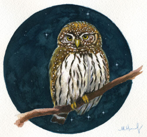 northern pygmy owl painting maggie hurley