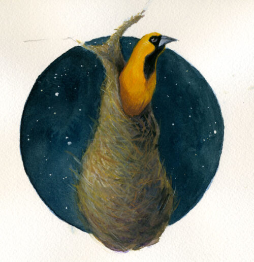 Oriole in Nest | 9" x 12" | Gouache Painting