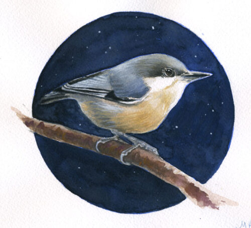 pygmy nuthatch bird art