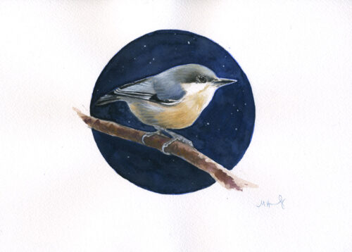 pygmy nuthatch bird art