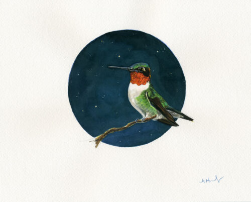 ruby-throated hummingbird