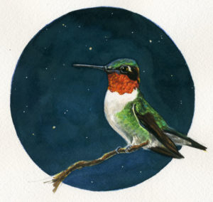 ruby-throated hummingbird