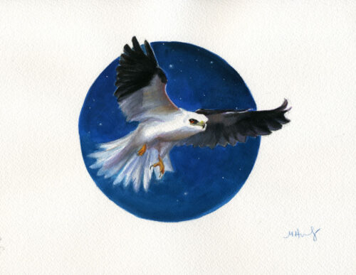 white tailed kite bird art