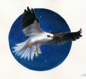 white tailed kite bird art