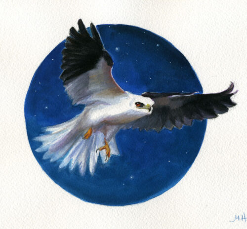white tailed kite bird art