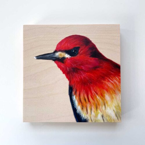 Sapsucker bird art painting by Maggie Hurley