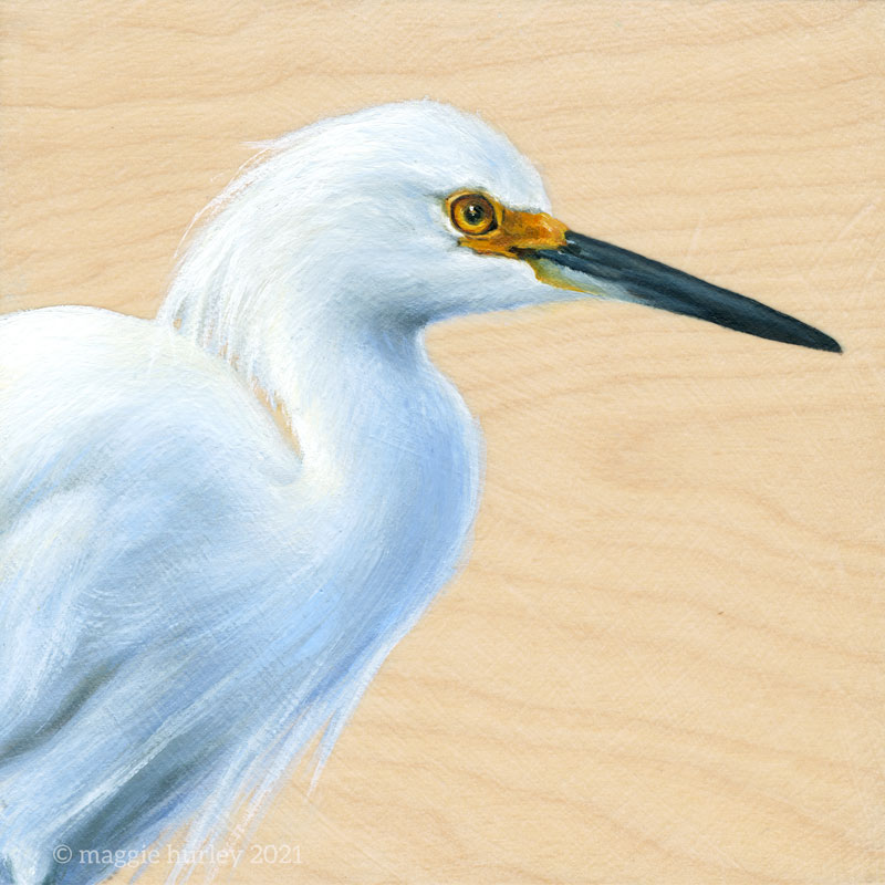 Snowy Egret print