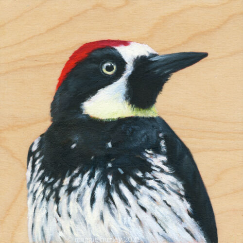 acorn woodpecker bird art painting